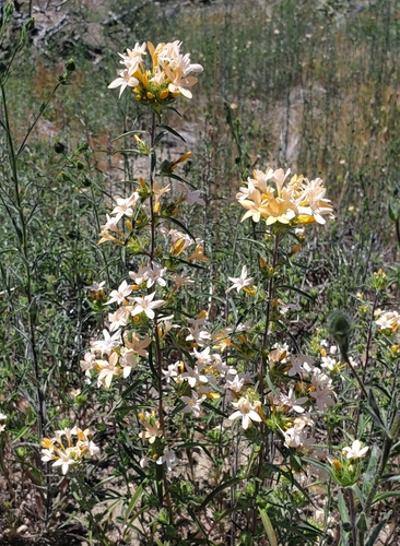 Collomia grandiflora