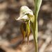 Pterostylis roensis - Photo (c) geoffbyrne, some rights reserved (CC BY-NC)