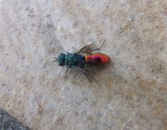 Chrysura