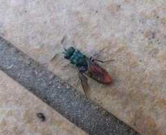 Chrysura