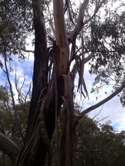 Eucalyptus sieberi