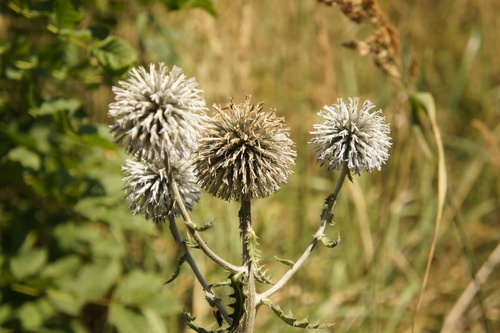 Glandular Globe-thistle