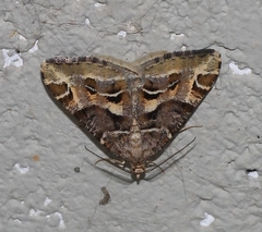 Chiasmia inaequilinea