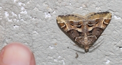 Chiasmia inaequilinea
