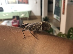 Phrictus moebiusi