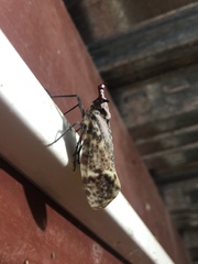 Phrictus moebiusi