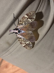 Phrictus moebiusi