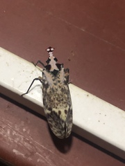 Phrictus moebiusi