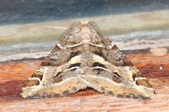 Chiasmia inaequilinea