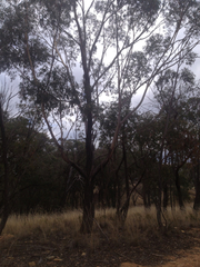 Eucalyptus sieberi