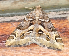 Chiasmia inaequilinea