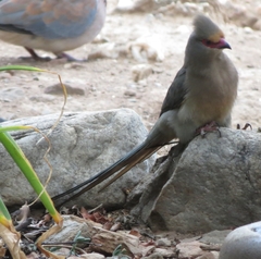 Urocolius indicus indicus