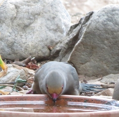 Urocolius indicus indicus