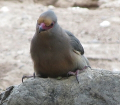 Urocolius indicus indicus