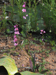 Ixia scillaris scillaris