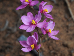 Ixia scillaris scillaris