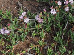 Ruschia geminiflora