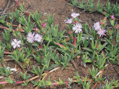 Ruschia geminiflora