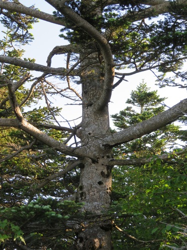 Abies mariesii, photograph 6