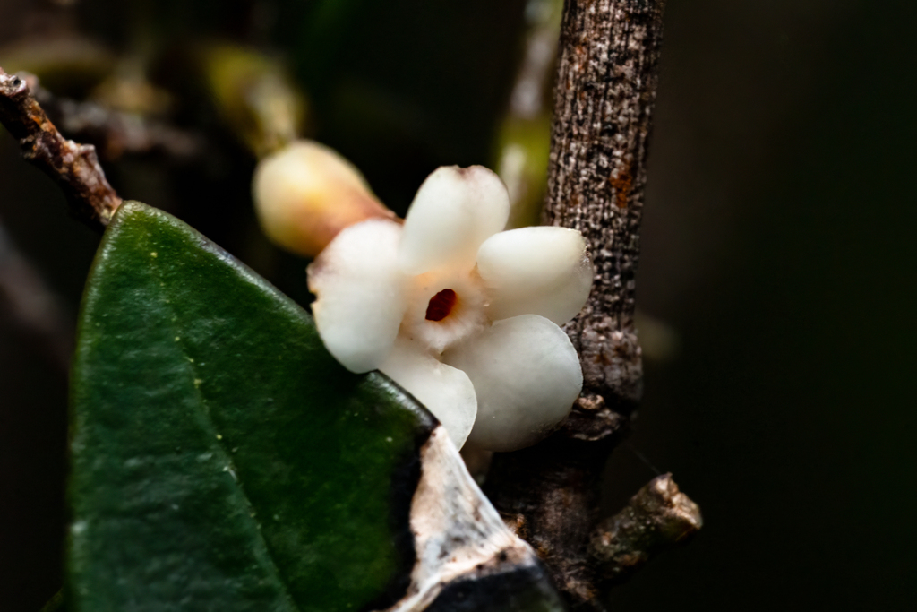 Alyxia reinwardtii (Alyxia reinwardtii)