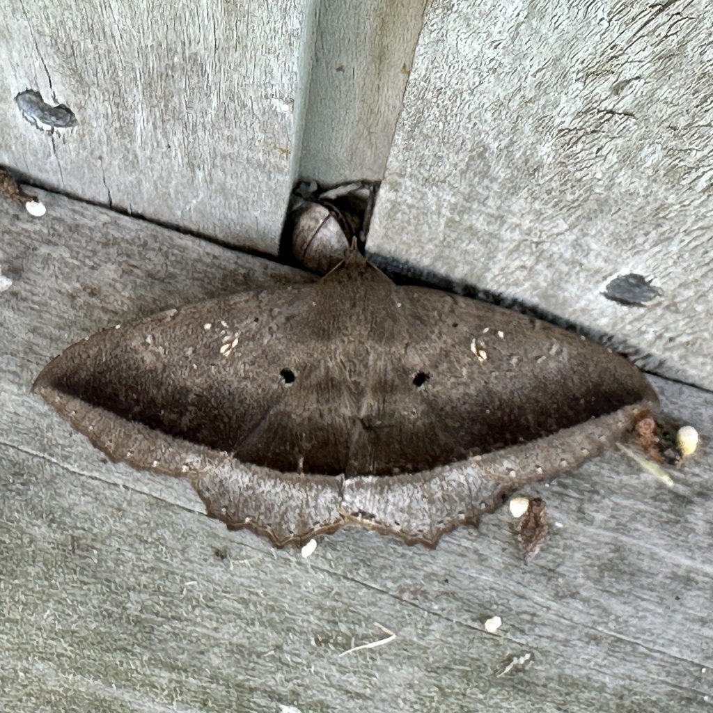 Hulodes ischnethes