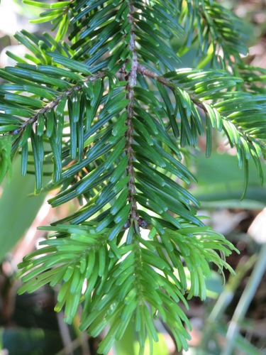 Nikko fir (Abies homolepis)