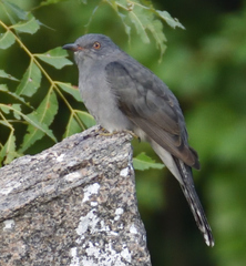 Cacomantis passerinus