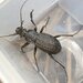 Carabus granulatus telluris - Photo no rights reserved