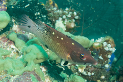 Bodianus dictynna
