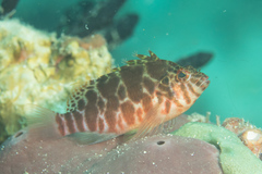 Cirrhitichthys aprinus