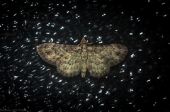 Chloroclystis mniochroa