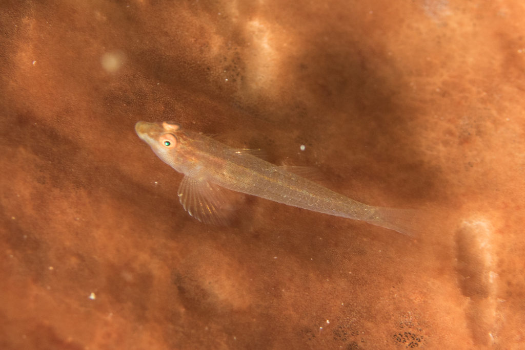 Long-Snout Sponge-Goby