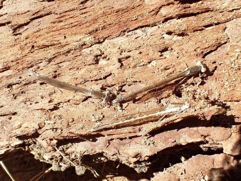 オツネントンボ