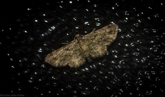 Chloroclystis mniochroa