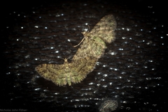 Chloroclystis mniochroa