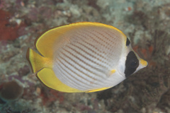 Chaetodon adiergastos