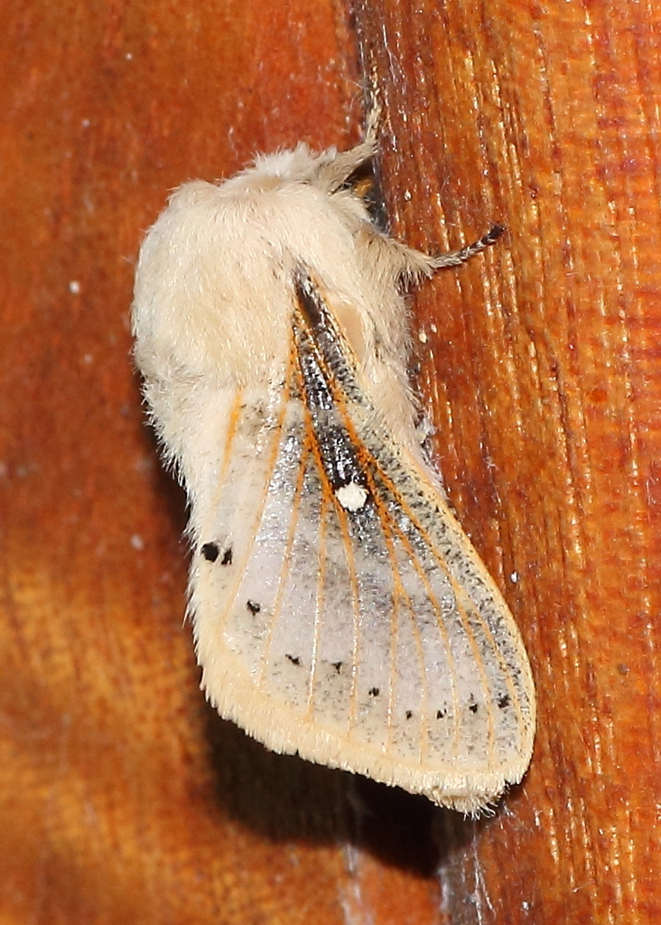 Bombycopsis