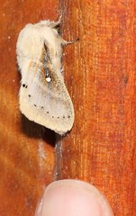 Bombycopsis tephrobaphes