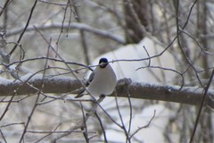 Pyrrhula pyrrhula cineracea