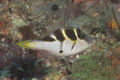 Paraluteres prionurus