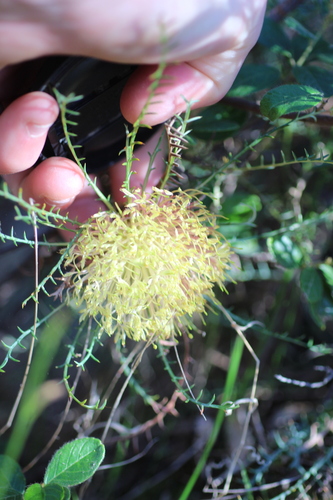 Image of Banksia fraseri by (c) Em Lamond, some rights reserved (CC BY)