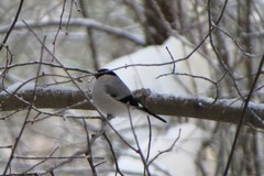 Pyrrhula pyrrhula cineracea