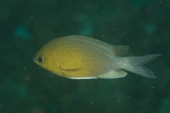 Chromis cinerascens