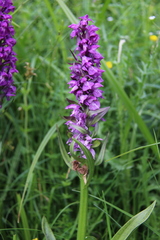 Dactylorhiza baumanniana