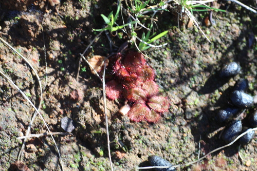 Drosera rosulata