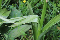 Dactylorhiza baumanniana