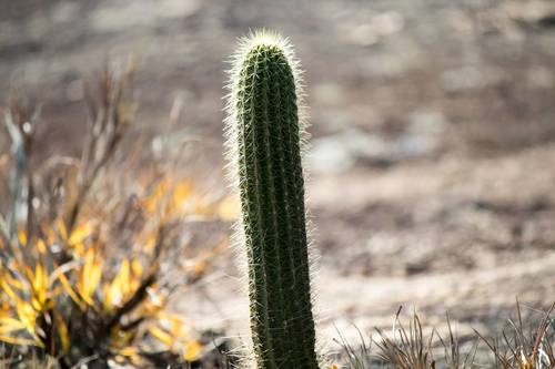 Coleocephalocereus braunii