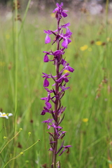 Anacamptis palustris