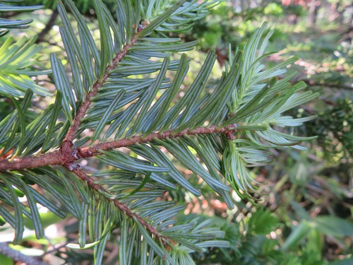 Abies homolepis