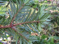 Abies homolepis